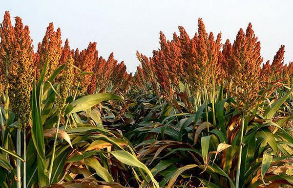 Sudan gress: teknologi for dyrking, seeding rate, frø og biologiske egenskaper