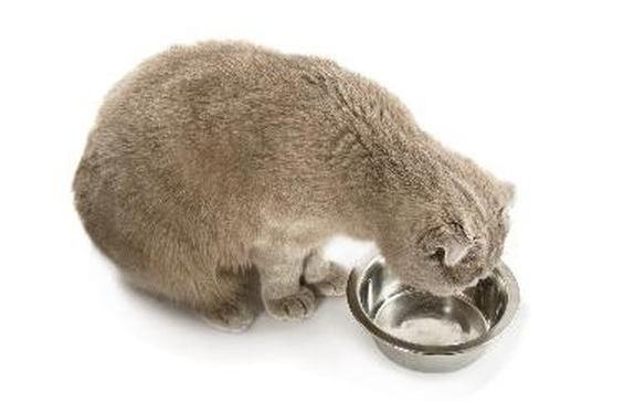 Hvor mye kan en katt leve uten mat og vann?