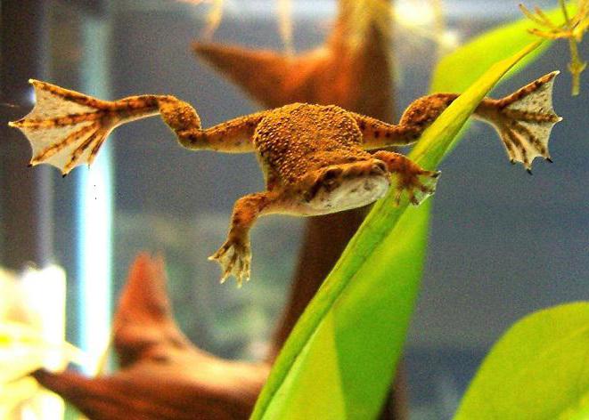 Livssyklusen og stadiene for utvikling av frosker